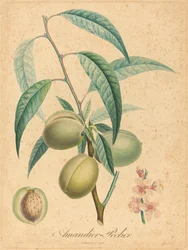 Mandelbaum - Pfirsichbaum