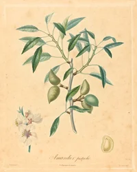 Mandelbaum Pistazie