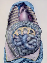 Anatomie des Dickdarms, aus Manuel d