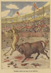 Kampf zwischen einem Löwen und einem Stier