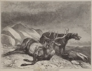 Hirschjagd, der sterbende Hirsch