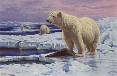 Eisbär
