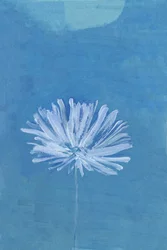 Blaue Mondblume