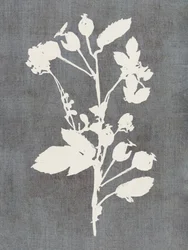 Botanische Rosensilhouette