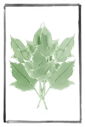Frische grüne Blätter