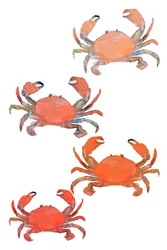 Meeresfrüchte Krabben Aquarell