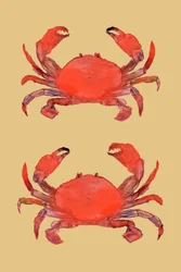 Lebendige Rote Krebse