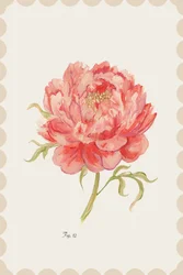 Vintage Rosa Pfingstrose