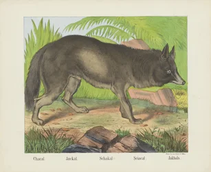 Schakal