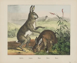Hase