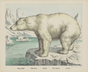 Eisbär