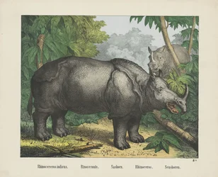 Indisches Nashorn