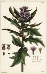 Schwarzes Bilsenkraut, Hyoscyamus niger Linn