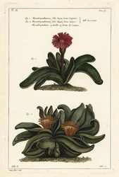 Elchhornpflanze, Rhombophyllum dolabriforme (Hackblattige Feigenmargerite, Mesembryanthemum dolabriforme)