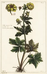 Trollblume, Trollius europaeus, Linn