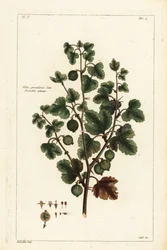 Stachelbeere, Ribes grossularia